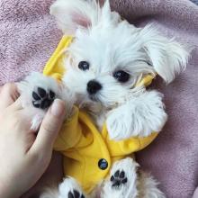 Puppies for sale maltese - Spain, Cadiz