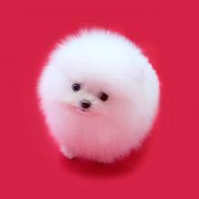 Puppies for sale pomeranian spitz - Turkmenistan, Dashoguz