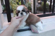 Puppies for sale shih tzu - Spain, Cadiz