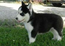 Puppies for sale haski - Spain, Cadiz