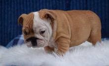 Puppies for sale english bulldog - Finland, Lapperanta