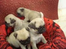Puppies for sale pug - Turkmenistan, Dashoguz