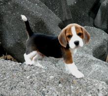 Puppies for sale beagle - Slovakia, Poprad