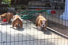Puppies for sale english bulldog - Slovenia, Zadar
