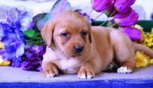 Puppies for sale labrador - Ukraine, Kiev