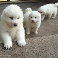 Puppies for sale samoyed dog (samoyed) - Georgia, Burn