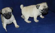 Puppies for sale pug - Portugal, Lisbon