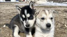 Puppies for sale english bulldog - USA, Montana