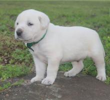 Puppies for sale labrador - Armenia, Armenia
