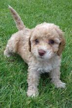 Puppies for sale , cockapoo - Sweden, Helsingborg