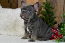 Puppies for sale french bulldog - Austria, Linz