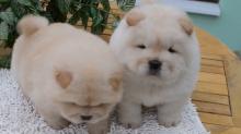 Puppies for sale chow chow - Moldova, Chisinau