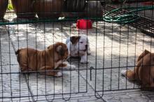 Puppies for sale english bulldog - France, Lion