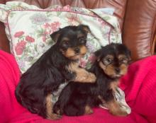 Puppies for sale yorkshire terrier - Armenia, Gyumri