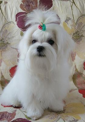 Продам щенка Болонка мальтийская - Украина, Киев. Цена 800 долларов