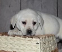 Puppies for sale labrador - Poland, Wroclaw
