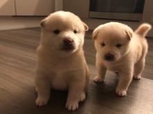 Puppies for sale , shiba inu - Slovakia, Bridge