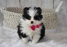 Puppies for sale , pomsky - Armenia, Armenia