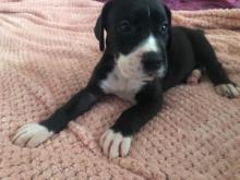 Puppies for sale , great danes - Luxembourg, Luxembourg