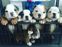 Puppies for sale english bulldog - Hungary, Gyor