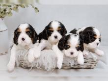 Puppies for sale king charles spaniel - Russia, Belgorod