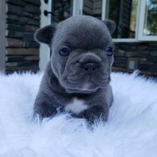 Puppies for sale french bulldog - Poland, Wroclaw