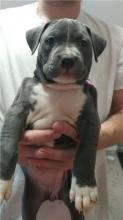 Puppies for sale american pit-bull terrier - Poland, Wroclaw