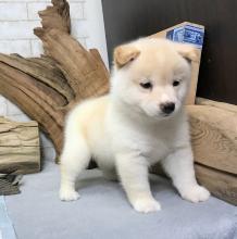 Puppies for sale , shiba inu - Russia, Moscow
