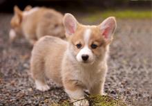 Puppies for sale , pembroke welsh corgi - Azerbaijan, Sumgait