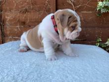 Puppies for sale english bulldog - Greece, Athens