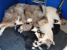 Puppies for sale collie - Cyprus, Nicosia