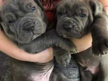 Puppies for sale neapolitan mastiff - Ireland, Dublin. Price 32 €