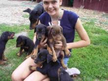 Puppies for sale doberman - Germany, Nuremberg