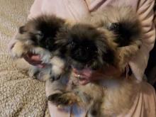 Puppies for sale pekinese - Ireland, Dublin. Price 32 €
