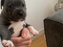 Puppies for sale staffordshire bull terrier - Ireland, Dublin. Price 10 €