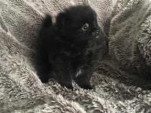 Puppies for sale pomeranian spitz - Greece, Athens. Price 22 €