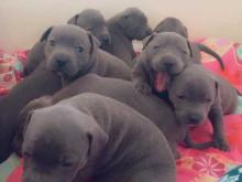 Puppies for sale staffordshire bull terrier - Bulgaria, Sofia