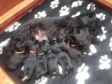 Puppies for sale scotch-terrier - Bulgaria, Sofia