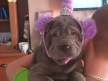 Puppies for sale shar pei - Greece, Athens. Price 21 €