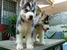 Puppies for sale haski - Ireland, Dublin