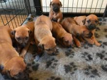 Puppies for sale rhodesian ridgeback - Greece, Patra