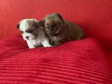 Puppies for sale shih tzu - Latvia, . Price 32 €