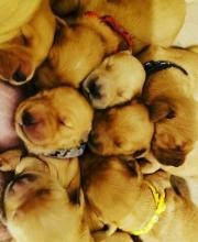 Puppies for sale golden retriever - Denmark, Kopenagen. Price 165 €