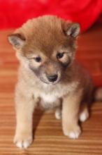 Puppies for sale other breed - Germany, Nuremberg
