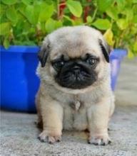 Puppies for sale pug - Denmark, Kopenagen