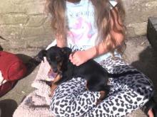 Puppies for sale miniature pinscher - Greece, Athens