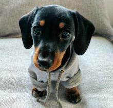 Puppies for sale dachshund - Germany, Nuremberg
