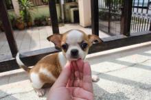 Puppies for sale chihuahua - Poland, Wroclaw