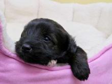 Puppies for sale , miniature schnoodle - Ireland, Dublin. Price 10 €