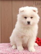 Puppies for sale samoyed dog (samoyed) - Russia, Nalchik